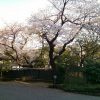 八芳園の桜 [白金台]