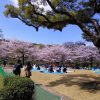 北の丸公園～靖国神社の桜
